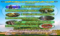 توصیه های ایمنی در فصل برداشت گردو